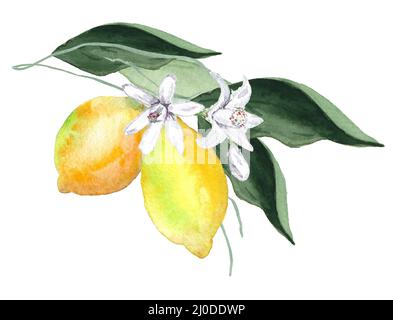 Aquarell gelbe Zitrone Anordnung Illustration isoliert auf weiß Stockfoto