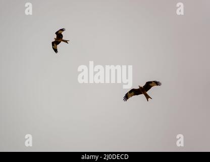 Ein Paar wilder roter Drachen (Milvus milvus) im Flug Stockfoto