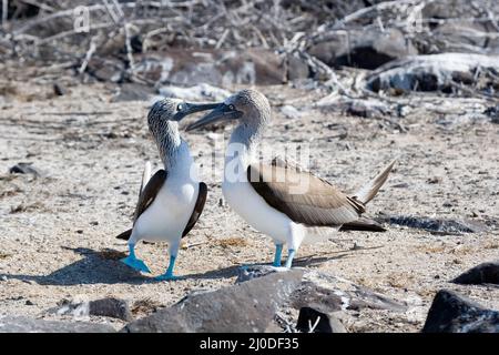 Männliche und weibliche Blaufußboobies ( Sula nebouxii ) umwerben bei Punta Suarez auf der Insel Espanola (oder Hood Island) Galapagos Inseln, Ecuador Stockfoto