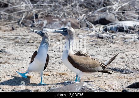 Männliche und weibliche Blaufußboobies ( Sula nebouxii ) umwerben bei Punta Suarez auf der Insel Espanola (oder Hood Island) Galapagos Inseln, Ecuador Stockfoto