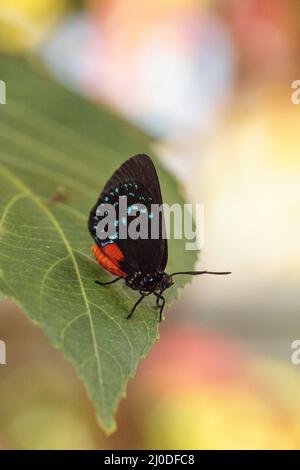 Schwarz und orange rot Atala Schmetterling namens Eumaios atala Sitzstangen auf einem grünen Blatt Stockfoto