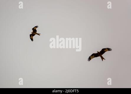 Ein Paar wilder roter Drachen (Milvus milvus) im Flug Stockfoto