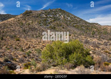 Juniper Woodland in der Nähe von Walker Pass, Pacific Crest National Scenic Trail, Kiavah Wilderness, Sequoia National Forest, Kalifornien Stockfoto