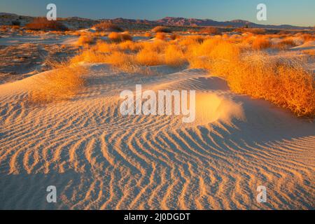 Sanddünen, Camp Cady State Wildlife Area, Kalifornien Stockfoto