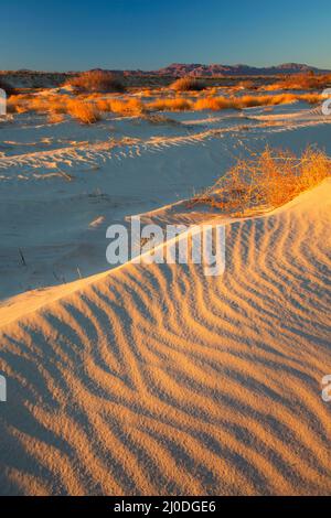 Sanddünen, Camp Cady State Wildlife Area, Kalifornien Stockfoto