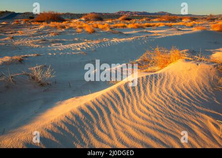 Sanddünen, Camp Cady State Wildlife Area, Kalifornien Stockfoto