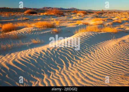 Sanddünen, Camp Cady State Wildlife Area, Kalifornien Stockfoto