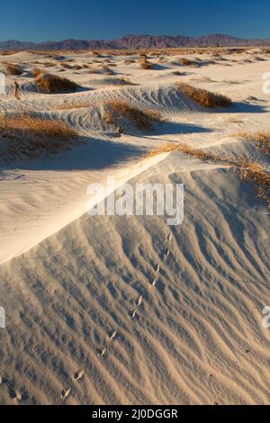 Sanddünen, Camp Cady State Wildlife Area, Kalifornien Stockfoto