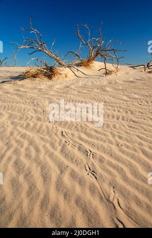 Sanddünen, Camp Cady State Wildlife Area, Kalifornien Stockfoto