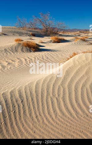 Sanddünen, Camp Cady State Wildlife Area, Kalifornien Stockfoto