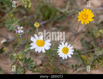 Nahaufnahme von Kamillen in einem Garten an einem sonnigen Tag Stockfoto