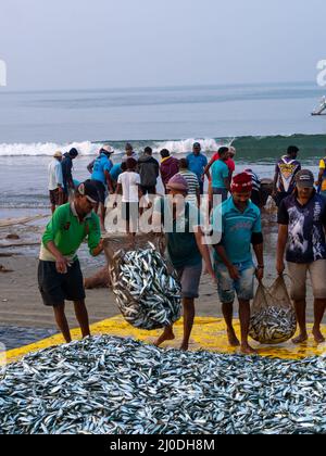 Malvan, Indien - 20. Dezember 2021 : Indische Fischer mit frisch gefangenen Fischen und Fischernetz an der Küste. Stockfoto