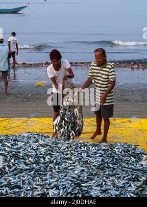 Malvan, Indien - 20. Dezember 2021 : Indische Fischer mit frisch gefangenen Fischen und Fischernetz an der Küste. Stockfoto