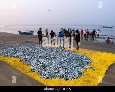 Malvan, Indien - 20. Dezember 2021 : Indische Fischer mit frisch gefangenen Fischen und Fischernetz an der Küste. Stockfoto