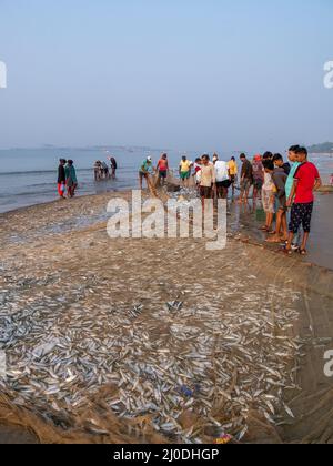 Malvan, Indien - 20. Dezember 2021 : Indische Fischer mit frisch gefangenen Fischen und Fischernetz an der Küste. Stockfoto