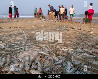 Malvan, Indien - 20. Dezember 2021 : Indische Fischer mit frisch gefangenen Fischen und Fischernetz an der Küste. Stockfoto