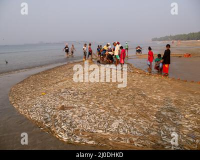 Malvan, Indien - 20. Dezember 2021 : Indische Fischer mit frisch gefangenen Fischen und Fischernetz an der Küste. Stockfoto