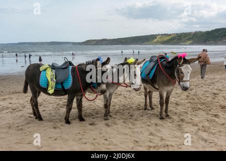 Esel warten auf Kunden am South Bay Beach in Scarborough, einem Badeort an der Nordsee in North Yorkshire, Großbritannien Stockfoto