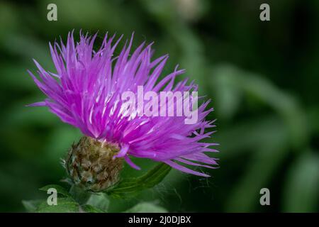 Schöne lila Distelblume. Rosa Blüten von Klettendornen. Stachelige Klettenblume auf grünem unscharfen Hintergrund. Eine Pflanze mit Stacheln blüht. Grober t Stockfoto