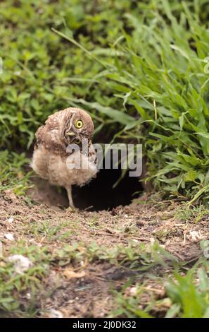 Lustige Grabenden owl Athene cunicularia neigt seinen Kopf außerhalb des Fuchsbaus Stockfoto