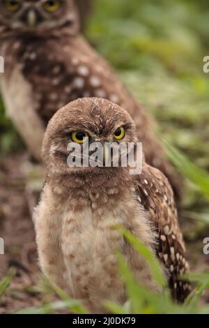 Familie mit Baby Grabens der Eulen Athene cunicularia thront außerhalb einer Fuchsbau Stockfoto