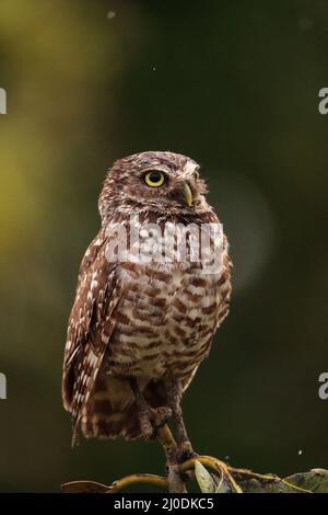 Auf einem kleinen Baum, ein Erwachsener Grabenden owl Athene cunicularia Sitzstangen Stockfoto