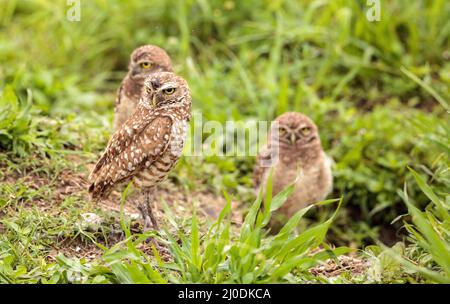 Familie mit Baby Grabens der Eulen Athene cunicularia thront außerhalb einer Fuchsbau Stockfoto