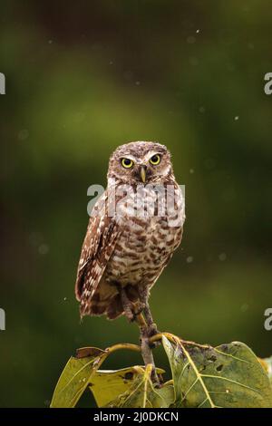 Auf einem kleinen Baum, ein Erwachsener Grabenden owl Athene cunicularia Sitzstangen Stockfoto