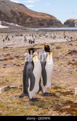 Königspinguine in St Andrews Bay, Südgeorgien Stockfoto