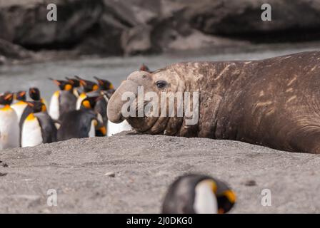 Eine Elefantenrobbe und Königspinguine in St. Andrews Bay, Südgeorgien Stockfoto