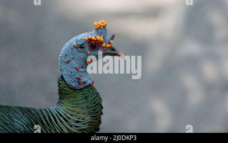 Nahaufnahme einer Türkei Stockfoto