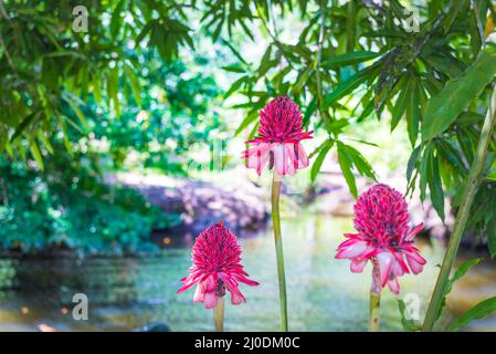 Die etlingera exotische rosa Blume in der Natur Stockfoto