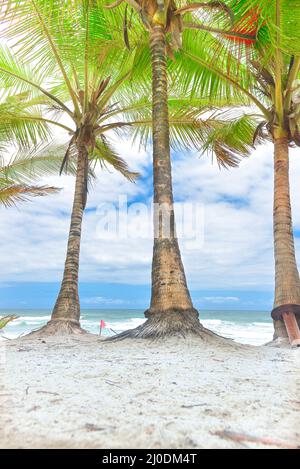 Kokosnussbaumstämme am Strandtag Stockfoto