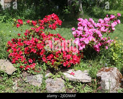 Rosafarbene und rote Rhododendron-Azaleen, die an einem sonnigen Tag im Garten wachsen Stockfoto