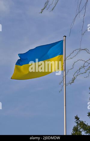 Ukrainische Nationalflagge flattert im Wind gegen den blauen Himmel. Nationales Symbol des ukrainischen Volkes - blaues und gelbes Banner flattert im W Stockfoto