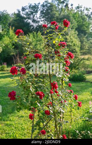 Rote Rosen klettern auf eine Rosenlaube Stockfoto