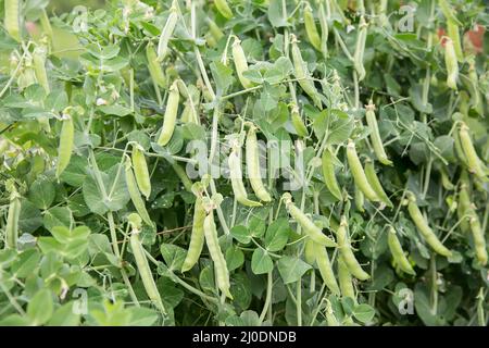 Erbsen Pflanzen im Garten. Stockfoto