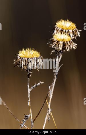 Die Köpfe einer Sau Distel Stockfoto