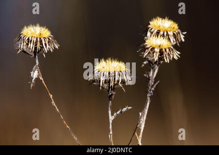 Die Köpfe einer Sau Distel Stockfoto