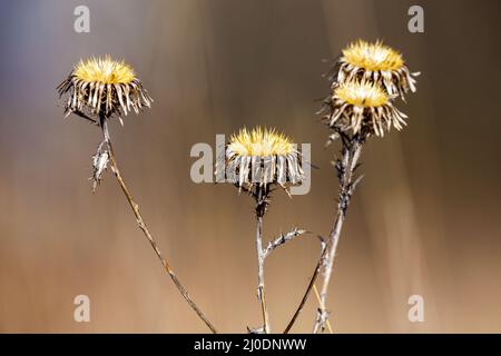 Die Köpfe einer Sau Distel Stockfoto