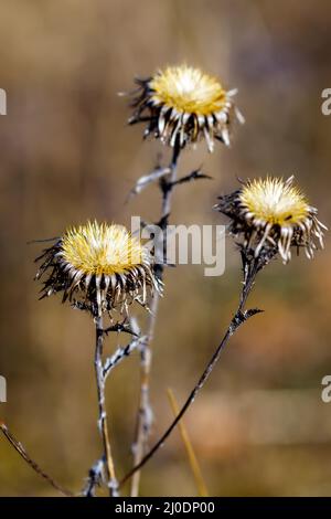 Die Köpfe einer Sau Distel Stockfoto