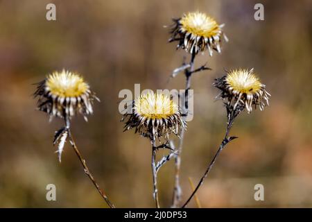 Die Köpfe einer Sau Distel Stockfoto