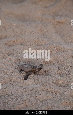 Schlüpfende Baby-Karettschildkröten Caretta caretta klettern aus ihrem Nest Stockfoto