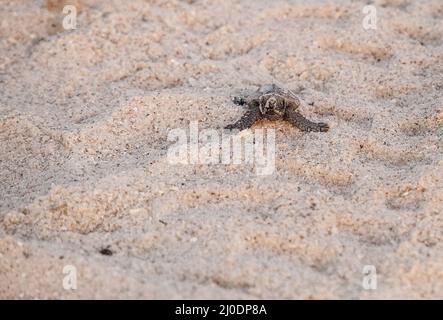Schlüpfende Baby-Karettschildkröten Caretta caretta klettern aus ihrem Nest Stockfoto