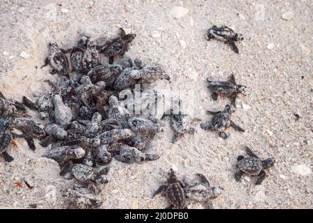 Schlüpfende Baby-Karettschildkröten Caretta caretta klettern aus ihrem Nest Stockfoto