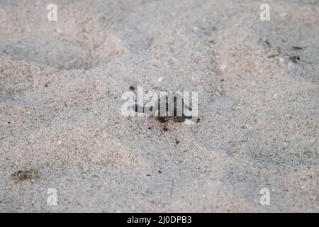 Schlüpfende Baby-Karettschildkröten Caretta caretta klettern aus ihrem Nest Stockfoto