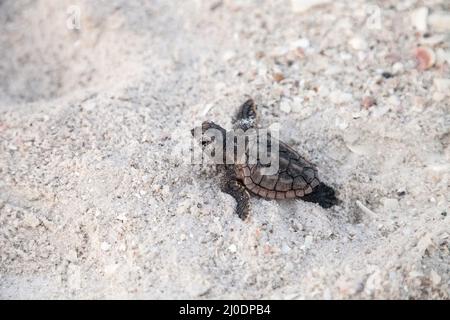 Schlüpfende Baby-Karettschildkröten Caretta caretta klettern aus ihrem Nest Stockfoto