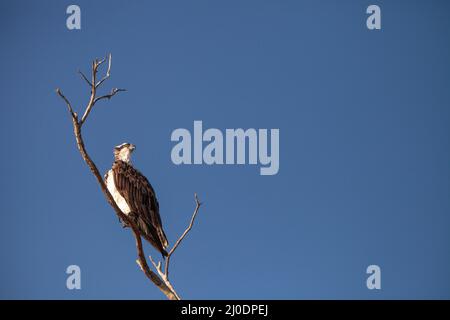 Fischadler Greifvögel Pandion haliaetus sitzt in einem toten Baum Stockfoto