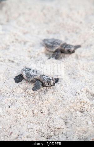 Schlüpfende Baby-Karettschildkröten Caretta caretta klettern aus ihrem Nest Stockfoto
