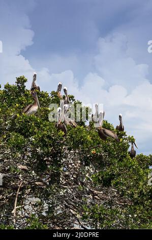 Der braune Pelikan Pelecanus occidentalis scharen in Nestern in einem Mangrovenbaum Stockfoto